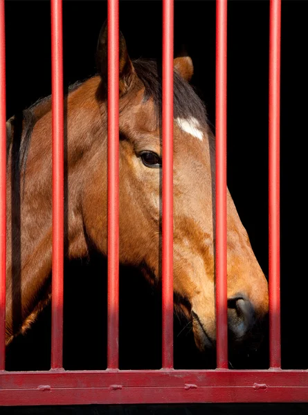 Pferd im Stall zwei — Stockfoto
