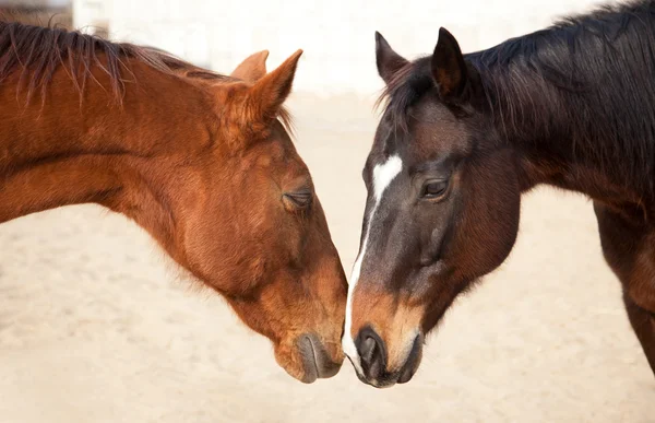 Amore cavallo — Foto Stock