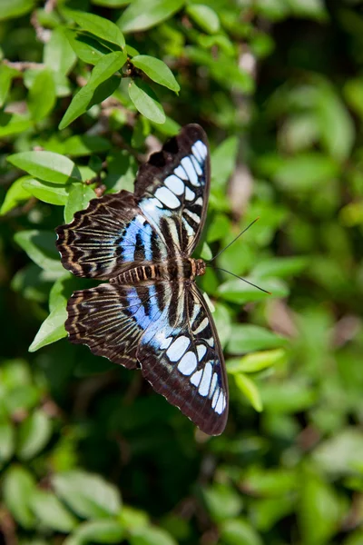 Siedząc na kwiat motyl — Zdjęcie stockowe