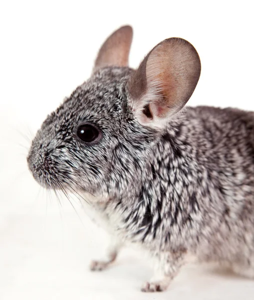 stock image Chinchilla