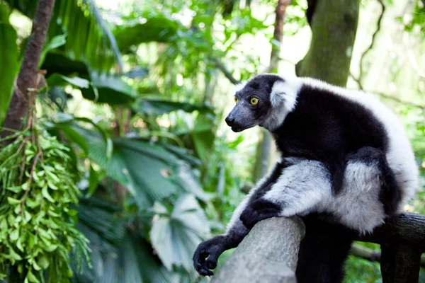 Lemur in freier Wildbahn — Stockfoto