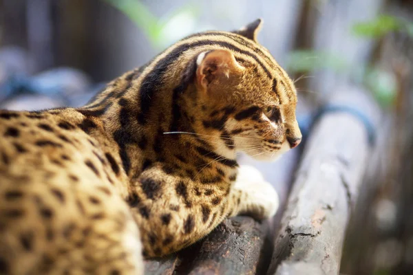 stock image Leopard cat