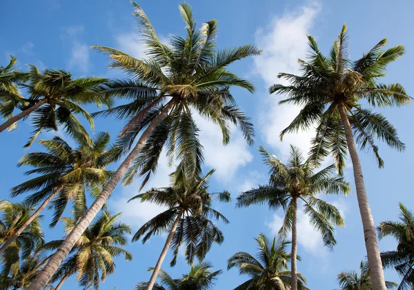 Stock image Palmtrees