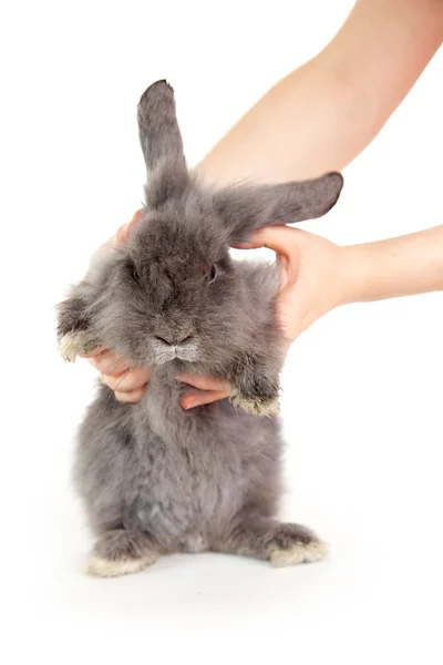 stock image Rabbit