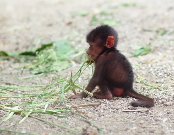 stock image Small monkey