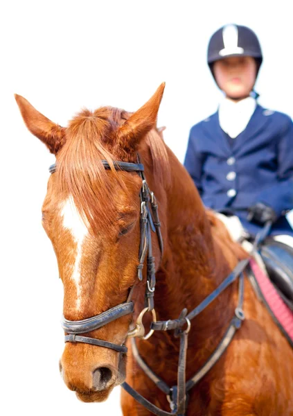 Häst och jockey — Stockfoto