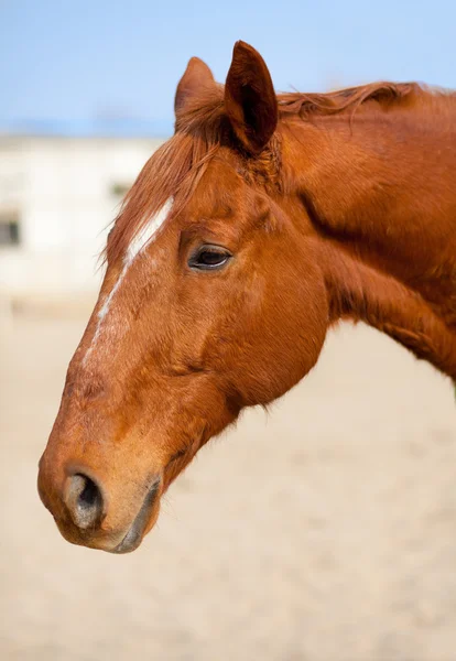 Brun häst — Stockfoto