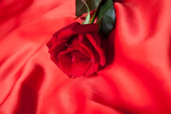 Rudá růže na červeném satacu — Stock fotografie