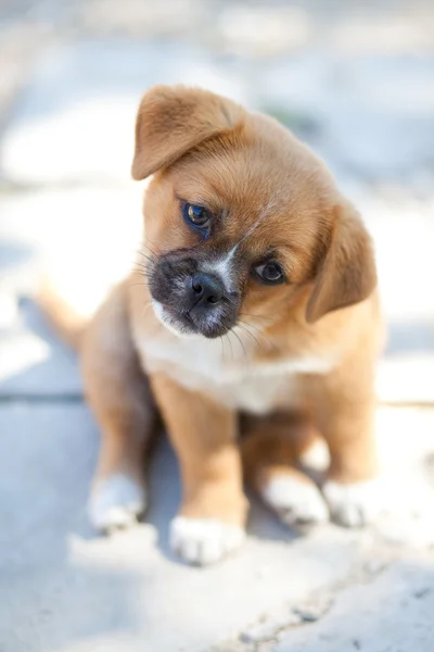 Perro pequeño — Foto de Stock