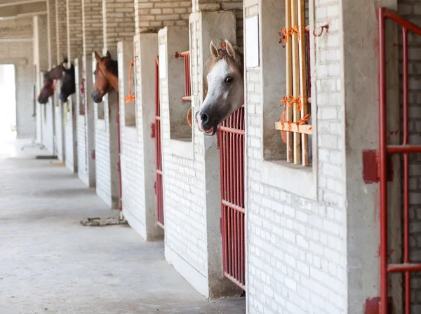 Cavalos em stall — Fotografia de Stock