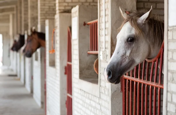 Hästar i stall — Stockfoto