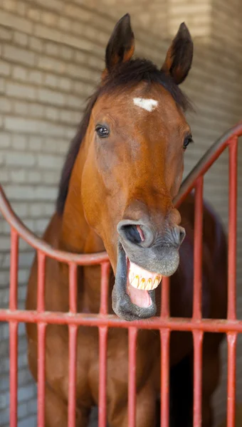 Cavalos em stall — Fotografia de Stock