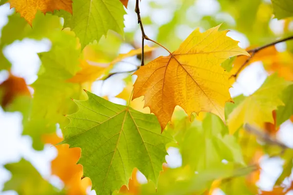 Stock image Autumn leaves