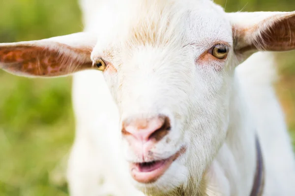 Stock image Big billi-goat two