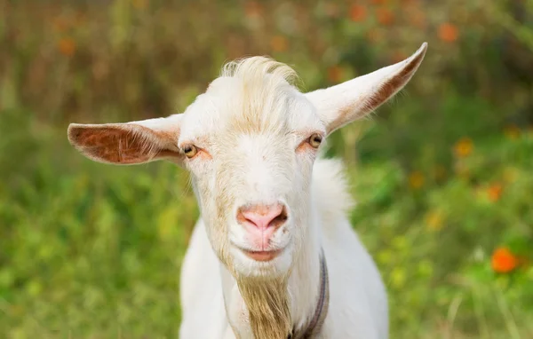 stock image Big billi-goat two