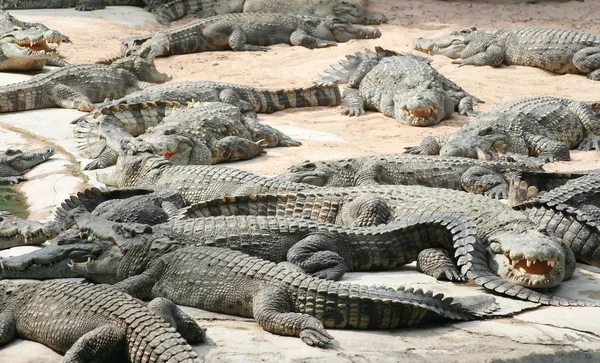 stock image Alligators - crocodile