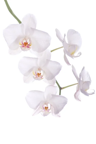 stock image White Orchid