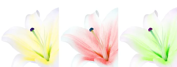 stock image Lilly flower nine (three)