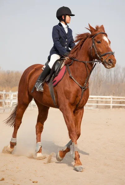 Cavalo e jóquei — Fotografia de Stock