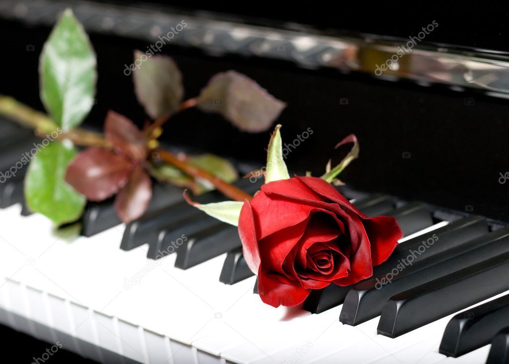 Piano with rose three