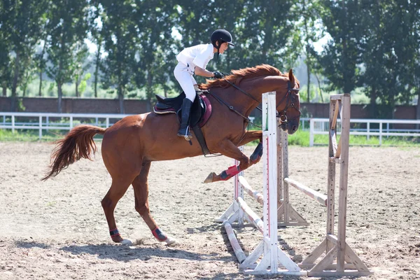 stock image Jockey and horse in summer