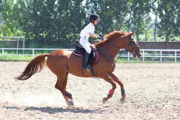 Jockey and horse in summer — Stock Photo, Image