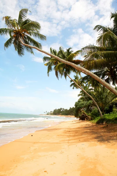 Palm beach — Stock Photo, Image