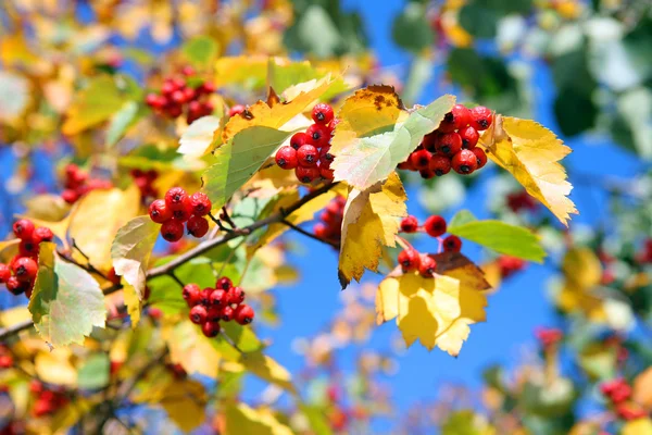 stock image Autumn hawthorn