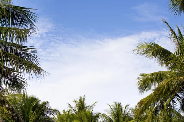 Palm çerçeve — Stok fotoğraf