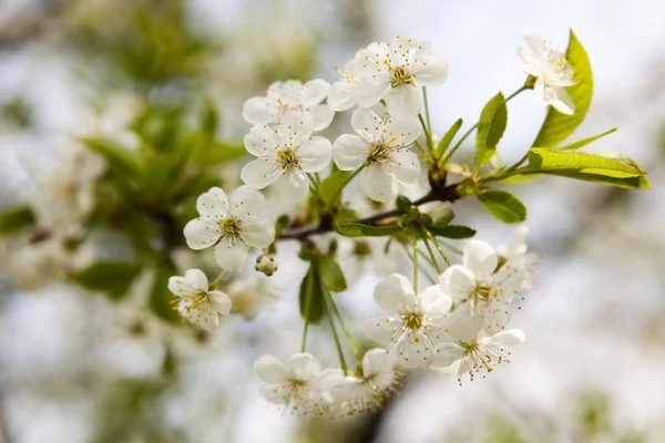 stock image Cherry