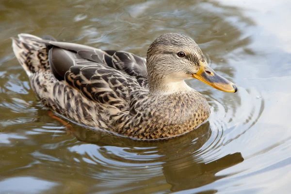 stock image Duck