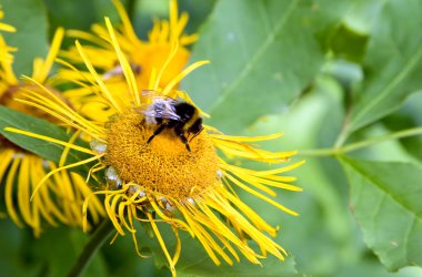 Bumble-arı bir çiçek üzerinde