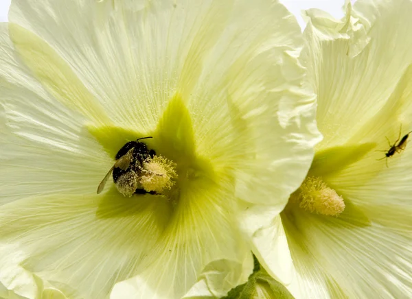 Bumble-arı bir çiçek üzerinde — Stok fotoğraf