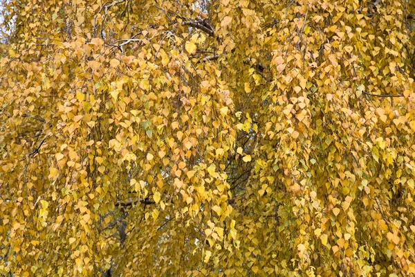 stock image Foliage