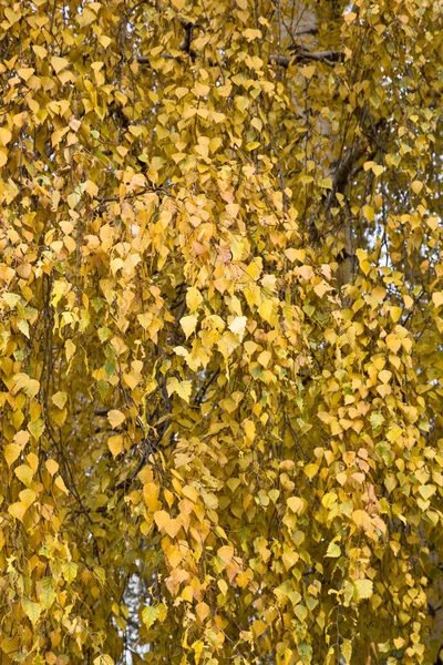 stock image Foliage