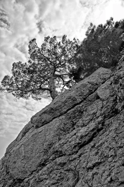 Baum auf einem Felsen — Stockfoto