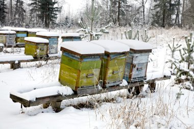 The winter on an apiary clipart