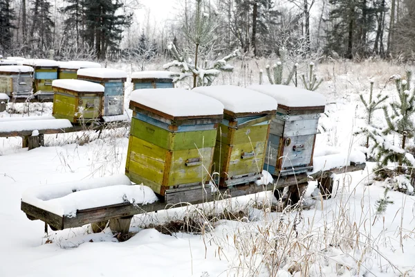 Kış üzerinde bir arı kovanı — Stok fotoğraf