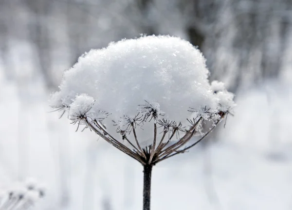 Liten snödriva — Stockfoto