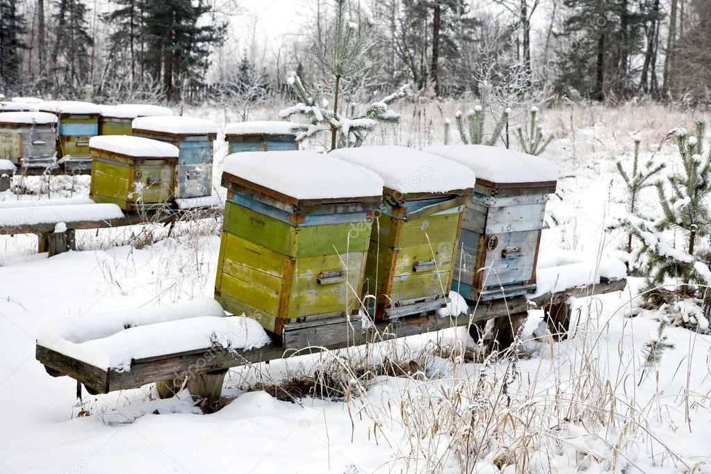 The winter on an apiary