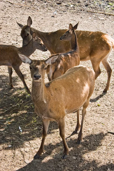 Deer — Stock Photo, Image