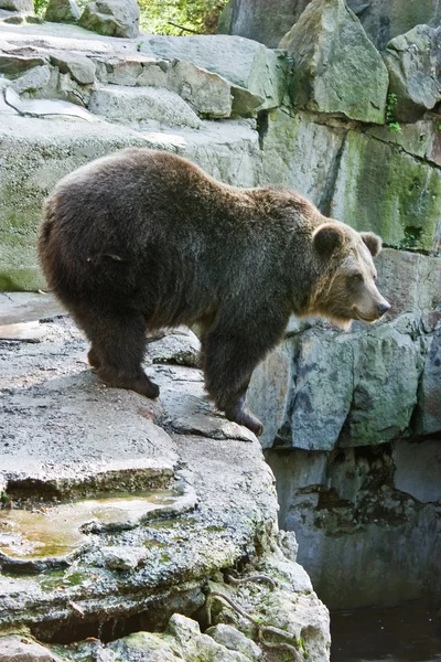 Urso — Fotografia de Stock