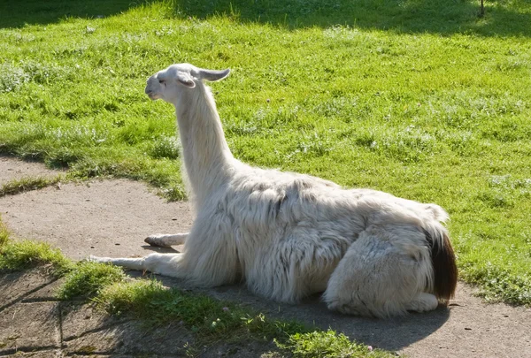 Lama. — Stok fotoğraf