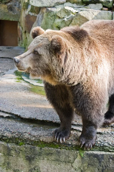 Αρκούδα — Φωτογραφία Αρχείου