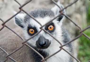 Lemur