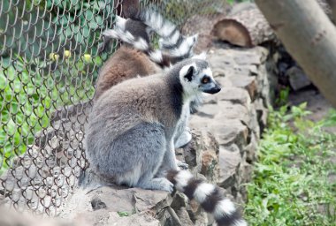 Lemur