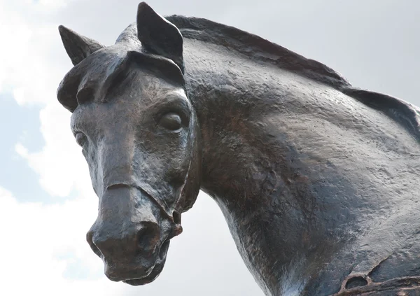 Head of horse — Stock Photo, Image