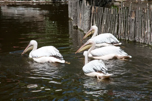 Pelicans — Stock Photo, Image