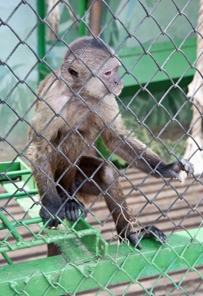 Prisioneiro. Capuchinho — Fotografia de Stock