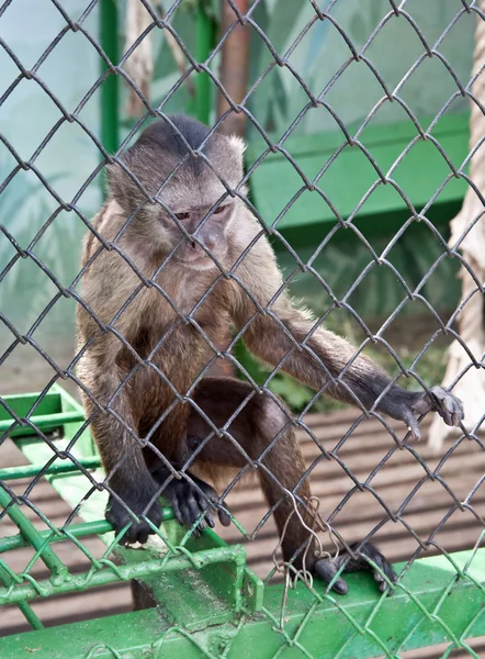 Fånge. Capuchin — Stockfoto